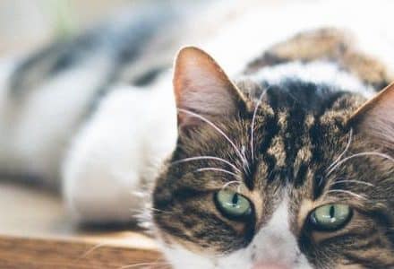 cat laying down in the sun