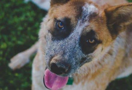 dog close up