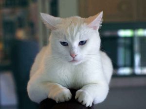 white cat on sofa