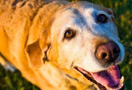 dog panting in the park
