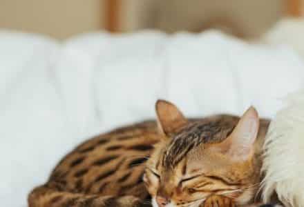 cat asleep on bed