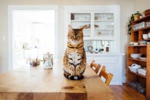 cat on the dining table