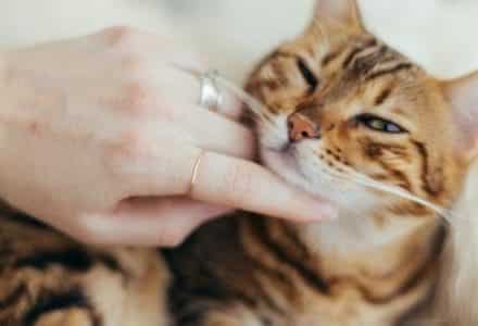 cat with human stroking under chin