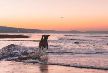 dog in waves on beach at sunset