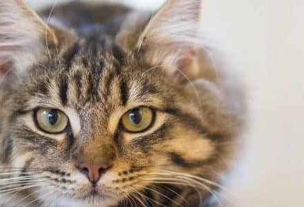 cat close up with big eyes