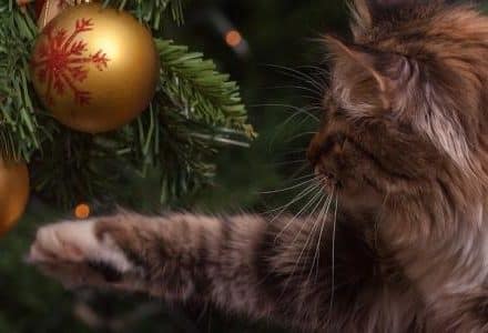 cat and a christmas decoration