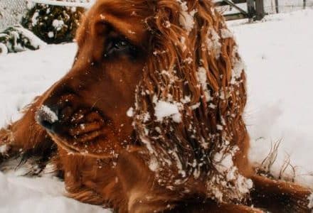 dog in the snow