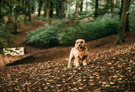 dog in the forest