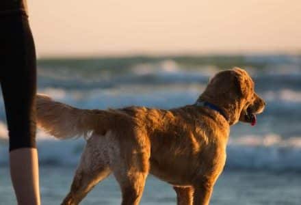 dog on the beach with owner