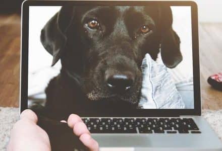 dog on the computer