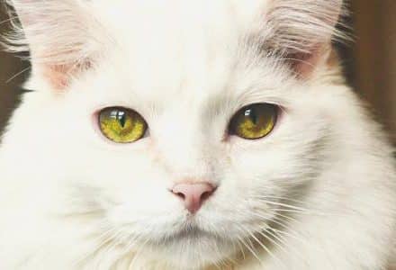 cat close up in house
