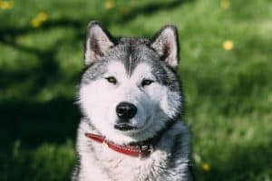 dog closeup