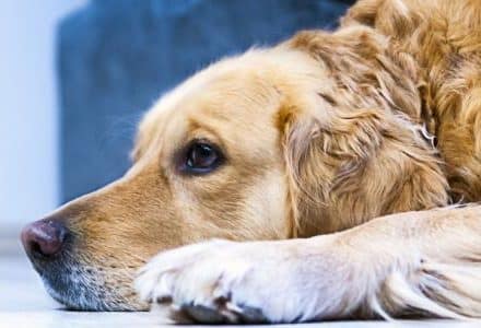 dog lying down