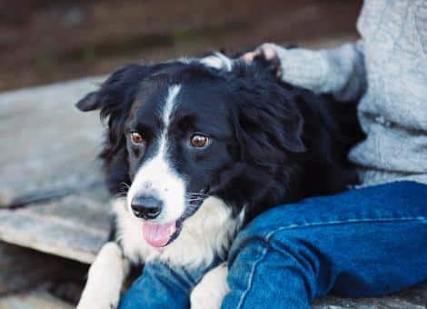 black and white dog laying next to person wearing jeans and jumper