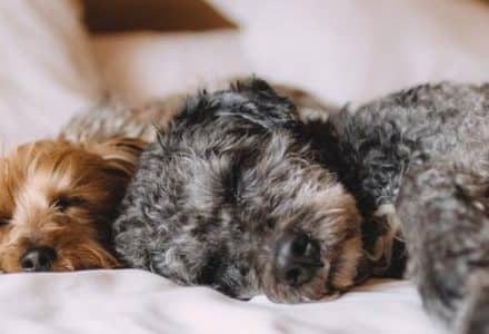 two dogs sleeping on a bed