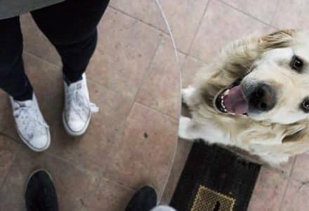 dog next to a table