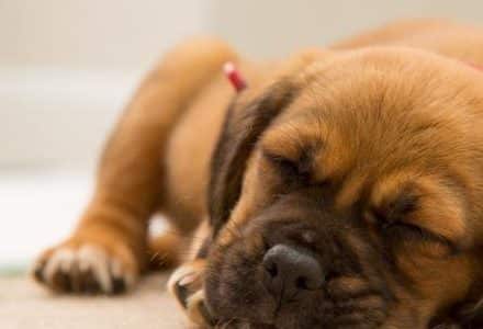 dog sleeping on a carpet