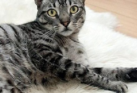 cat on blanket