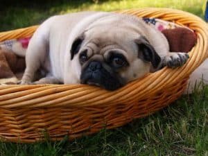 pug in a basket in the garden