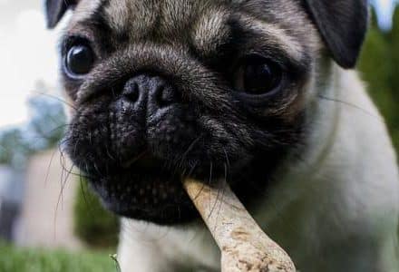 puppy dog with bone treat