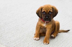 puppy sitting down looking up