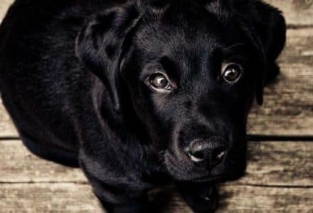 dog on wooden floor