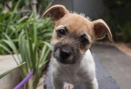 puppy dog in garden