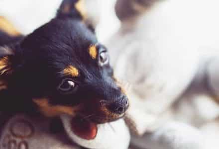 puppy and cuddly toy