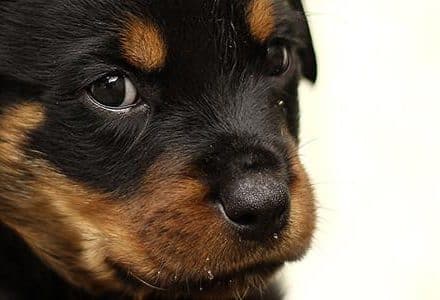 Cute puppy