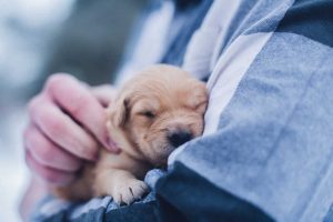 A cute puppy being held
