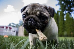 puppy with bone treat