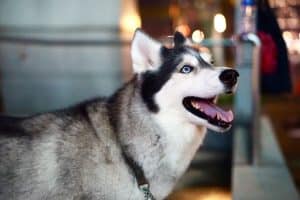 dog in pub