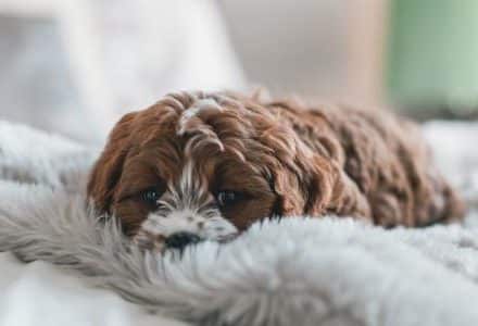 small dog laying on grey fluffy blanket
