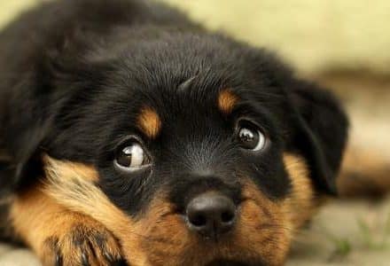rottweiler puppy cute