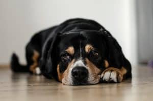 rottweiler cross lying on a wooden floor
