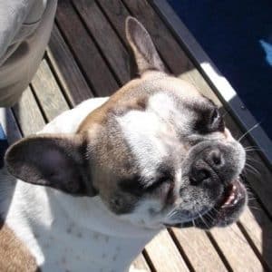 cute pug looking up at camera