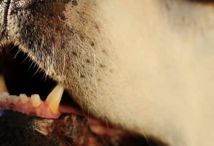 dog close up