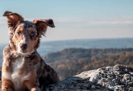 dog sitting on mountain with sea in background