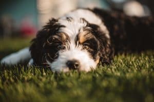 close up of black and white dog's face laying on grass