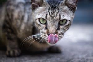 close up of tabby cat face licking nose