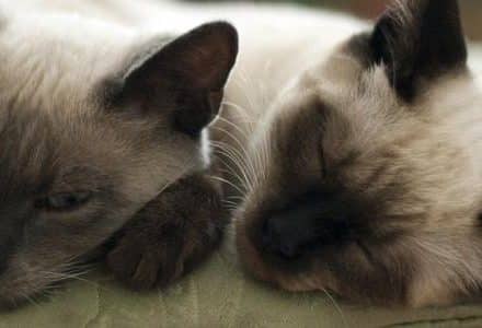 siamese cats sleeping