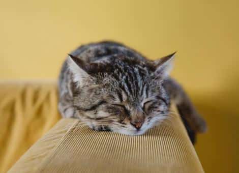 tabby cat laying asleep on back of yellow sofa
