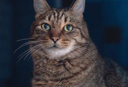 close up of tabby cat