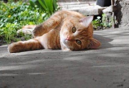 cat lying down looking at camera