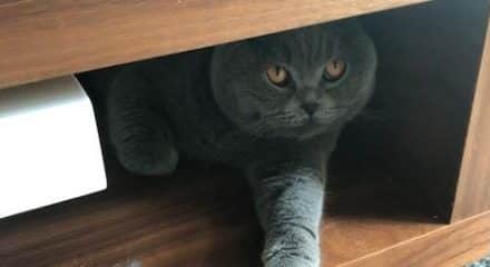 grey cat looking out from under a table