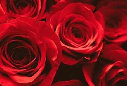 roses