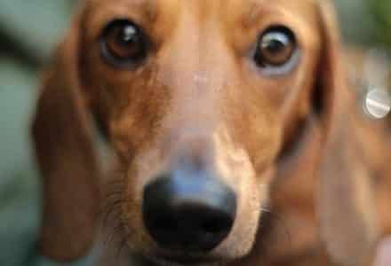 dog close up