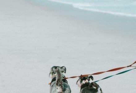 2 dogs walking on beach with leads on