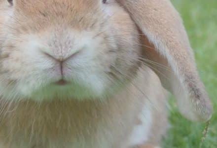 rabbit in the grass