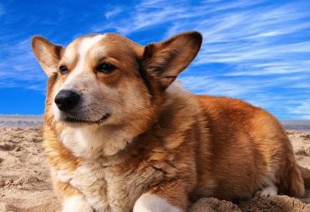 dog on the beach